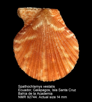 Spathochlamys vestalis (8).jpg - Spathochlamys vestalis(Reeve,1853)